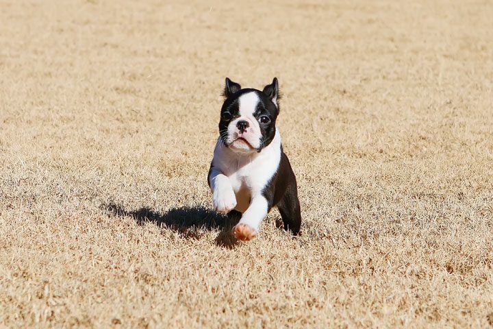 Winnie the Boston Terrier Puppy!