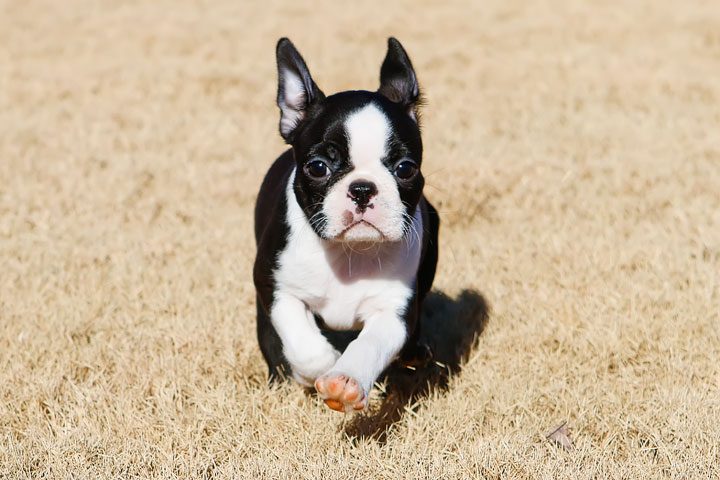 Winnie the Boston Terrier Puppy!