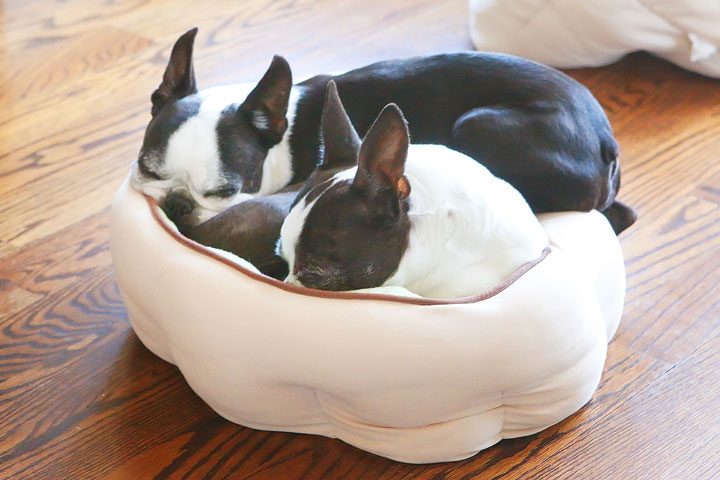 Winnie the Boston Terrier Puppy!