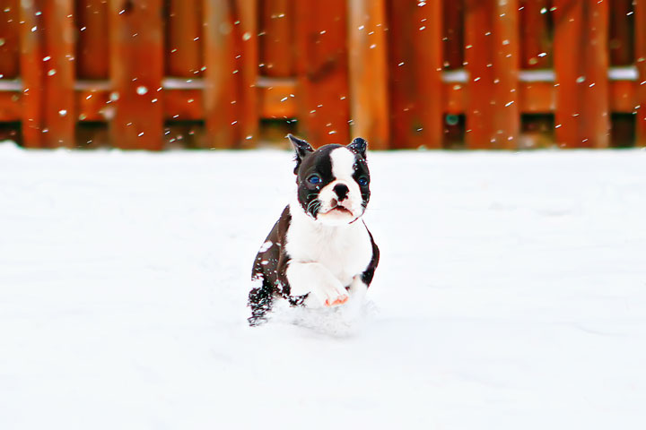 Winnie the Boston Terrier Puppy