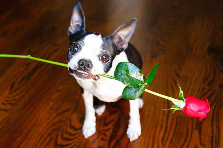 Boston Terrier Puppy Valentine's Day Hearts Love Kisses