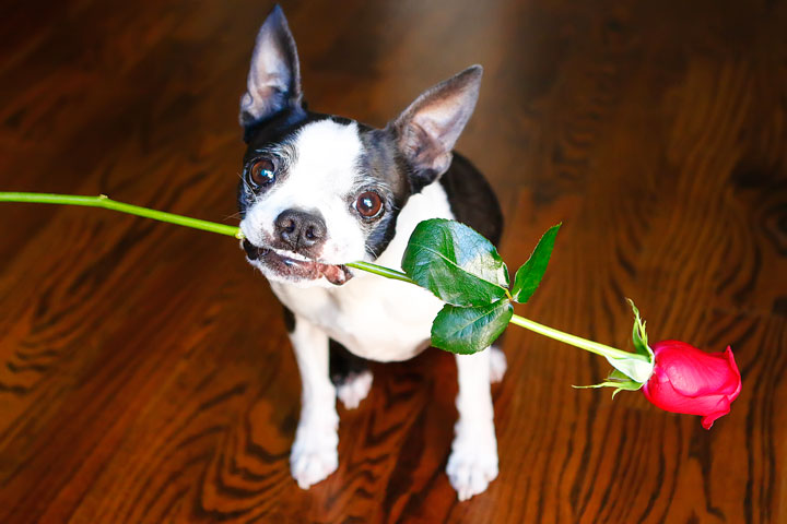 Happy Valentine's Day from Our Dogs and New Puppy!