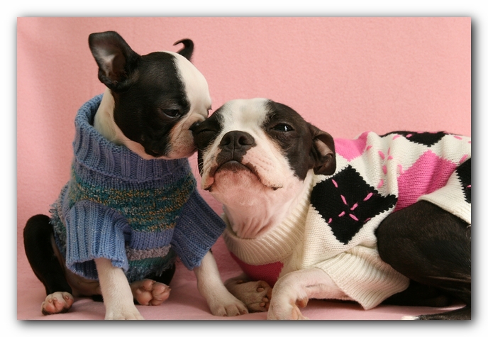 Boston Terrier Puppy Valentine's Day Hearts Love Kisses