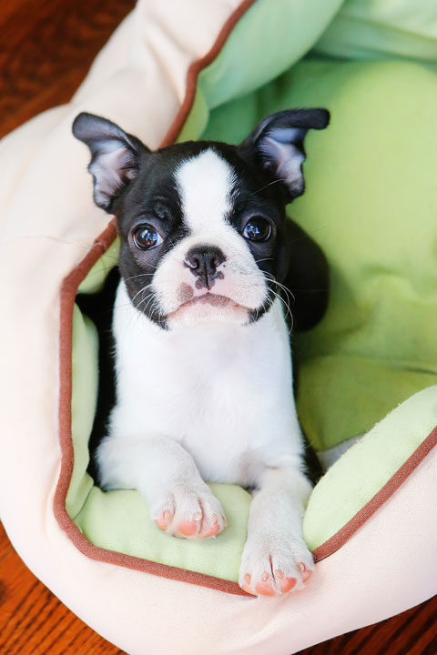 Winnie the Boston Terrier Puppy