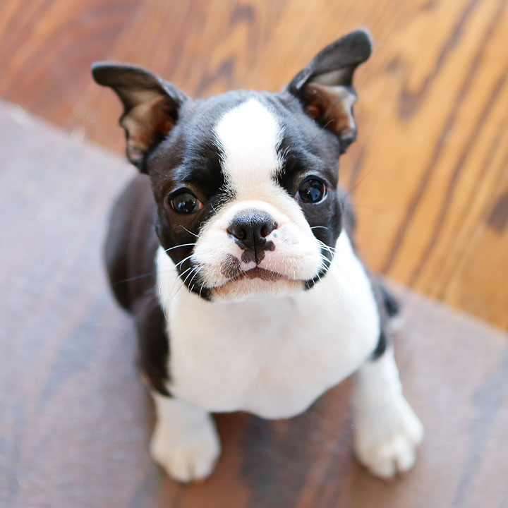 Winnie the Boston Terrier Puppy