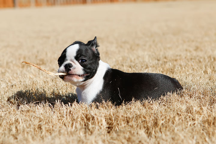 Winnie the Boston Terrier Puppy