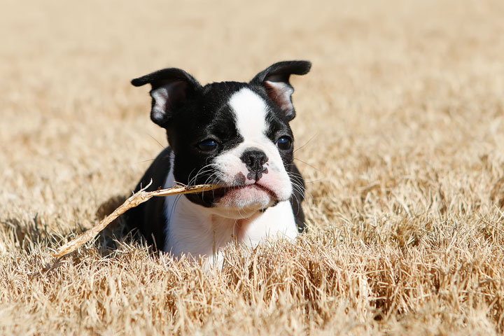 Winnie the Boston Terrier Puppy