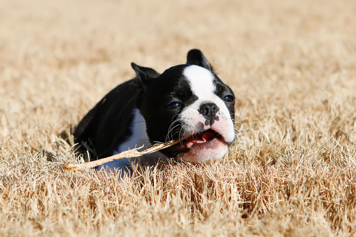 Winnie the Boston Terrier Puppy