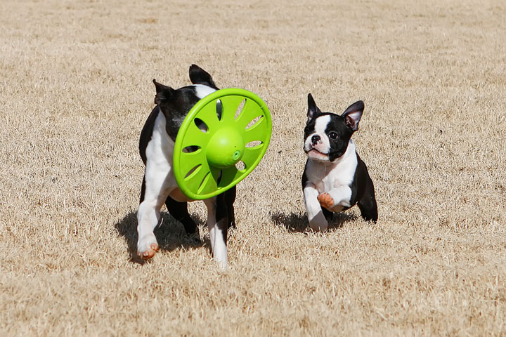 Winnie the Boston Terrier Puppy