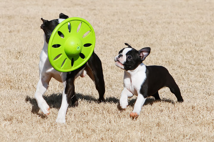 Winnie the Boston Terrier Puppy