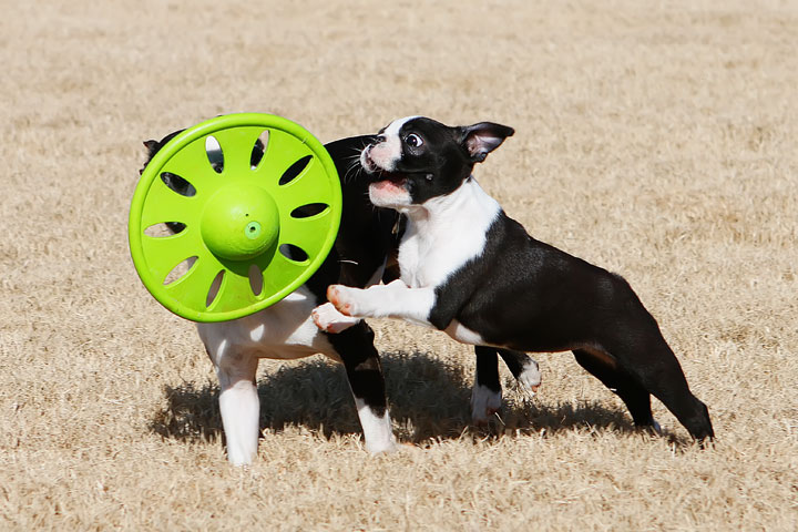 Winnie the Boston Terrier Puppy