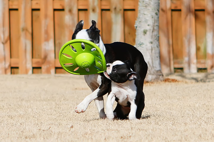 Winnie the Boston Terrier Puppy