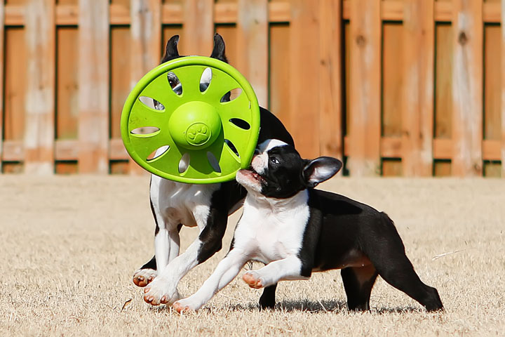 Winnie the Boston Terrier Puppy