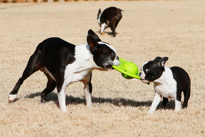 Winnie the Boston Terrier Puppy