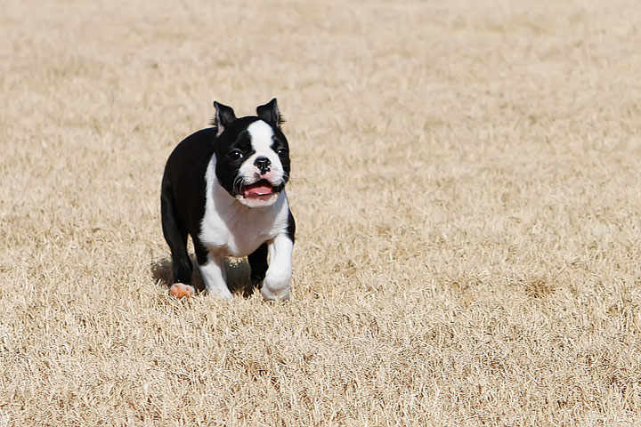 Winnie the Boston Terrier Puppy