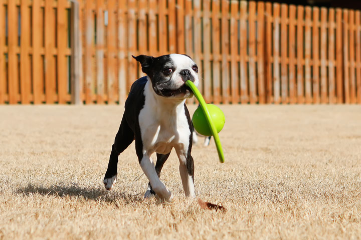 Winnie the Boston Terrier Puppy