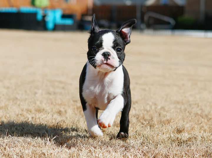 Winnie the Boston Terrier Puppy