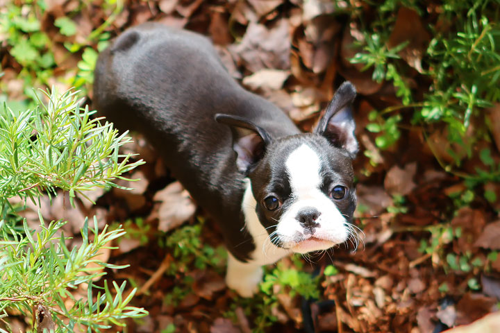 Winnie the Boston Terrier Puppy