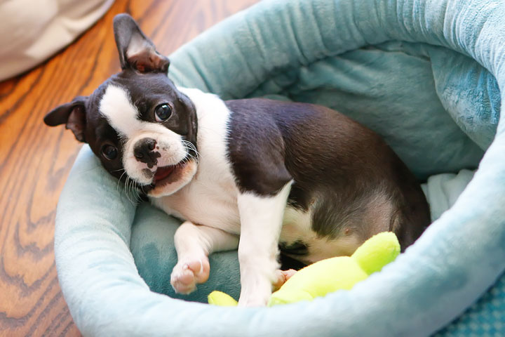 Winnie the Boston Terrier Puppy