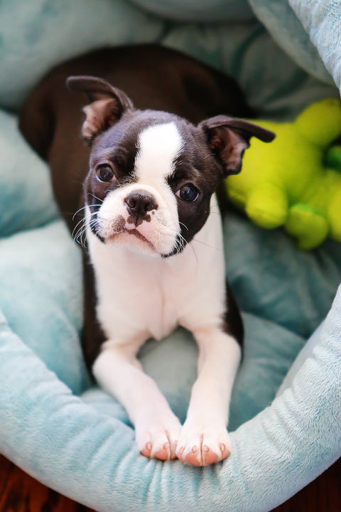 Winnie the Boston Terrier Puppy