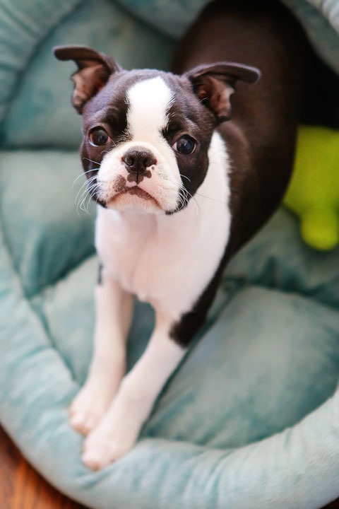 Winnie the Boston Terrier Puppy