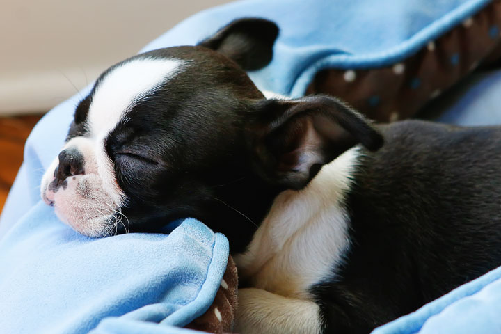 Winnie the Boston Terrier Puppy