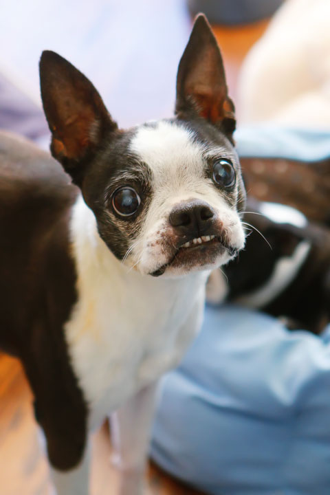 Winnie the Boston Terrier Puppy