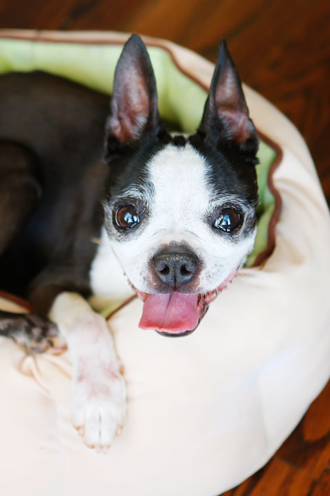 Winnie the Boston Terrier Puppy