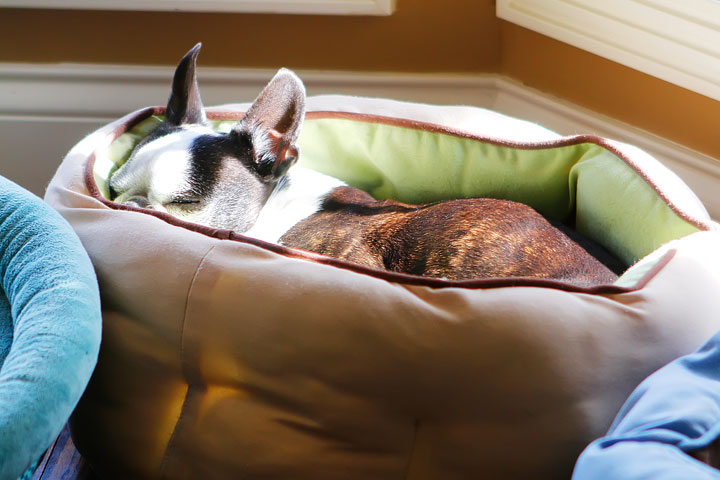 Winnie the Boston Terrier Puppy