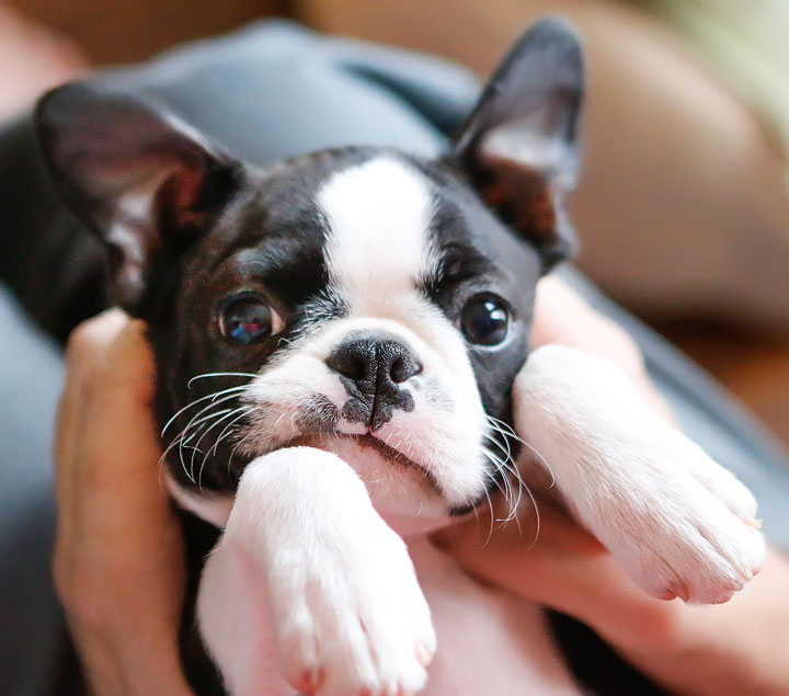 Winnie the Boston Terrier Puppy