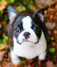 Funny boston terrier videos cheap