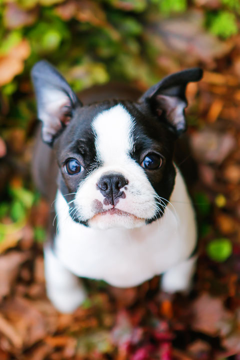 boston terrier puppies playing