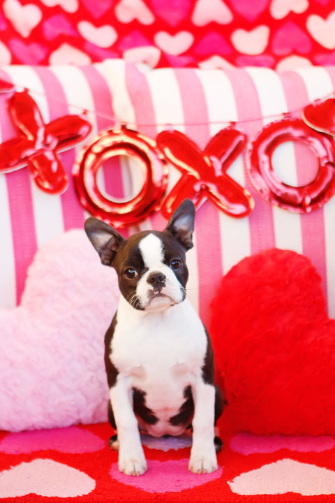 Boston Terrier Puppy Valentine's Day Hearts Love