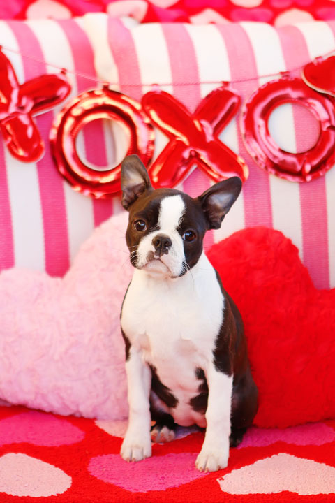 Boston Terrier Puppy Valentine's Day Hearts Love