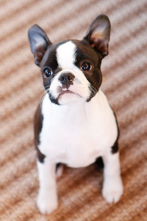 Boston Terrier Puppy Valentine's Day Hearts Love