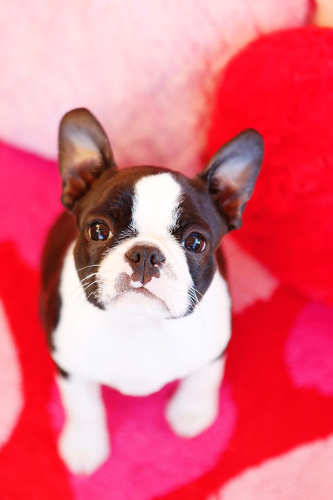 Boston Terrier Puppy Valentine's Day Hearts Love