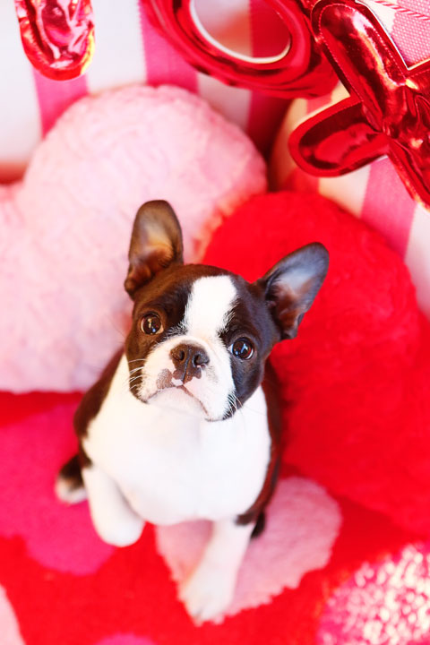 Happy Valentine's Day from Our Dogs and New Puppy!