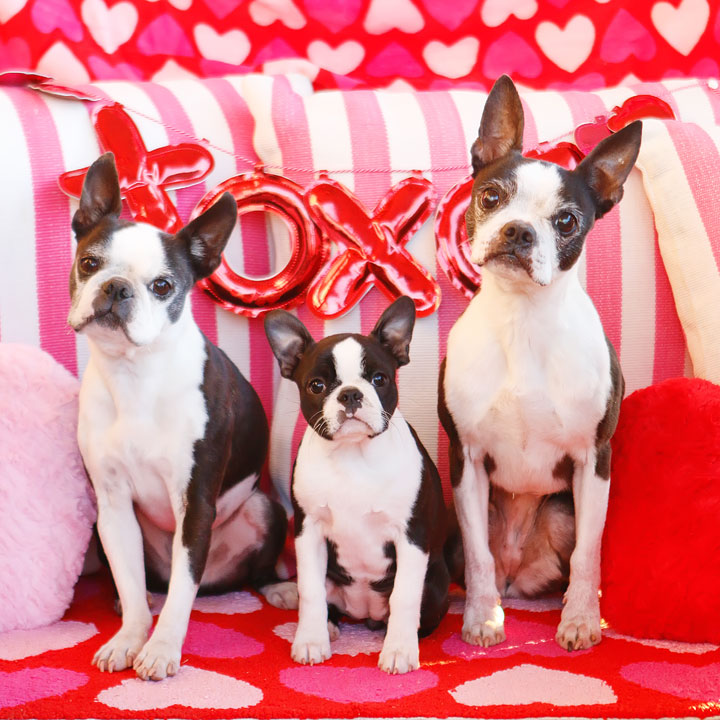 Boston Terrier Puppy Valentine's Day Hearts Love