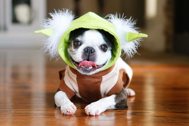 Cute Boston Terrier Puppies celebrating Star Wars Day! May the Fourth Be With You!