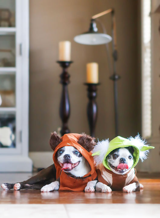 Cute Boston Terrier Puppies celebrating Star Wars Day! May the Fourth Be With You!