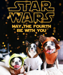 Our Dogs Dressed up in Star Wars Costumes