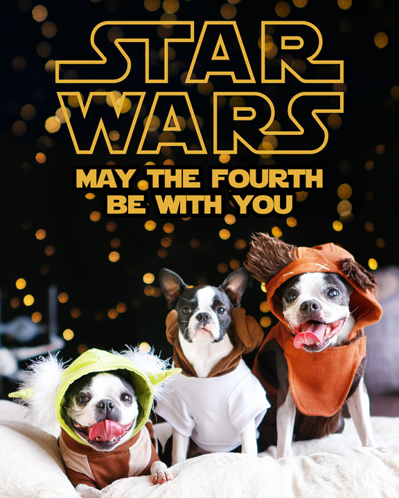 Cute Boston Terrier Puppies celebrating Star Wars Day! May the Fourth Be With You!