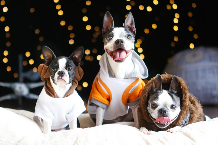 Cute Boston Terrier Puppies celebrating Star Wars Day! May the Fourth Be With You!