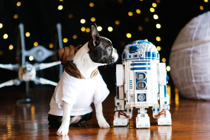 Cute Boston Terrier Puppies celebrating Star Wars Day! May the Fourth Be With You!