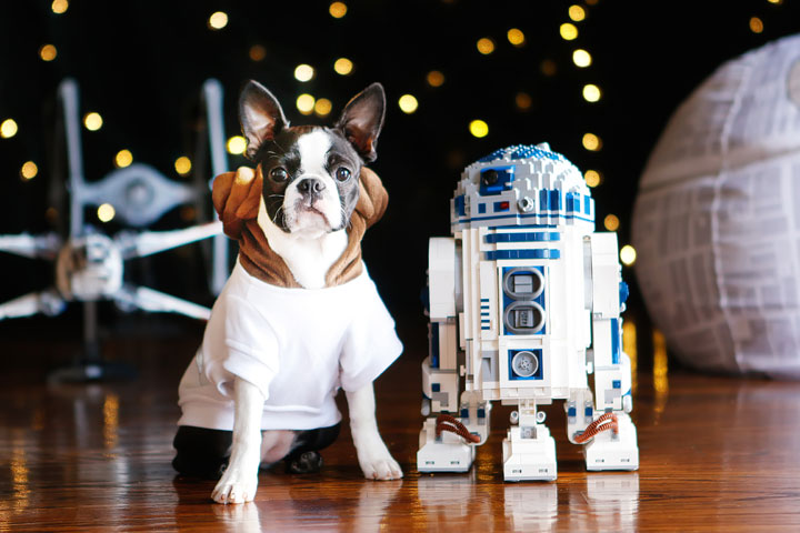 Cute Boston Terrier Puppies celebrating Star Wars Day! May the Fourth Be With You!