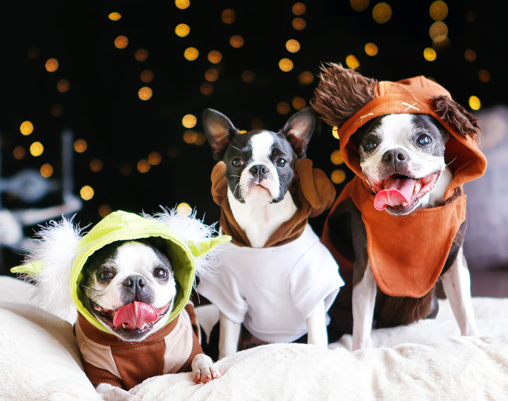 Cute Boston Terrier Puppies celebrating Star Wars Day! May the Fourth Be With You!