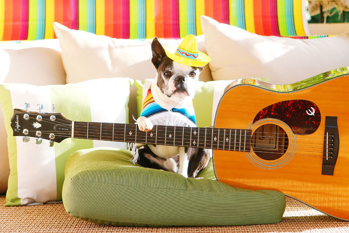 Boston Terrier Mariachi Band Celebrating Cinco de Mayo! Cute puppies!