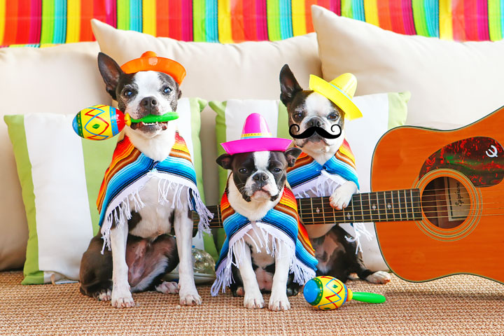 Boston Terrier Mariachi Band Celebrating Cinco de Mayo! Cute puppies!