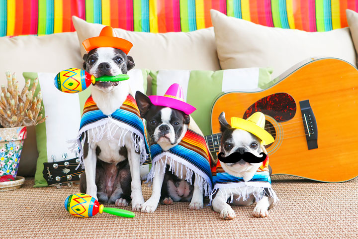 Boston Terrier Mariachi Band Celebrating Cinco de Mayo! Cute puppies!