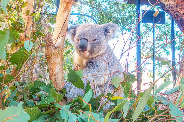 Best Things To Do in Sydney! Thinking about planning a trip down under? Here are the best things to do in Sydney, Australia.